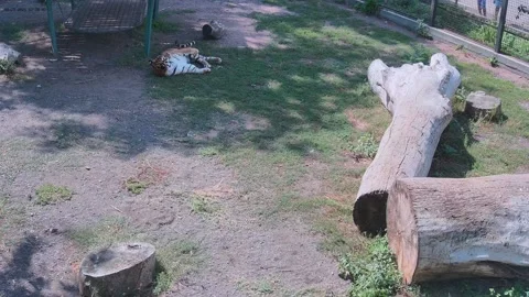 Tiger sleeps in the shade Stock Footage 159961886