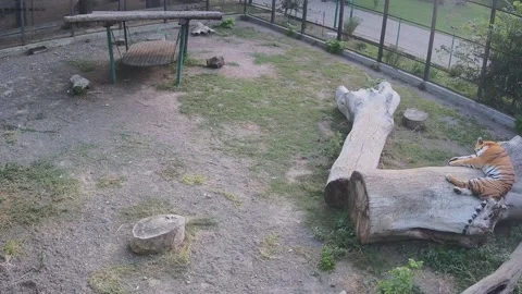 The tiger sleeps sweetly on a log Stock Footage 161160137