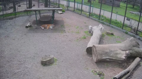 Tiger sliping on the cage Stock Footage 153143811