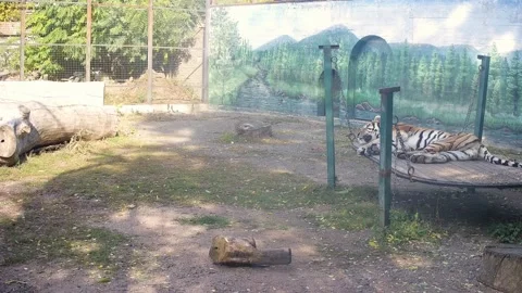 Tiger slipping on the swing Stock Footage 164050047