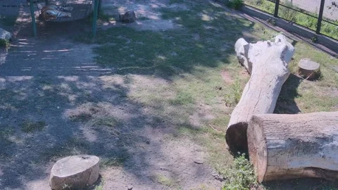 Tiger is slliping on the swing Stock Footage 161161635