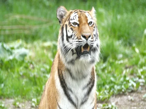 Tiger slow motion close up in 4K Stock Footage 75949991