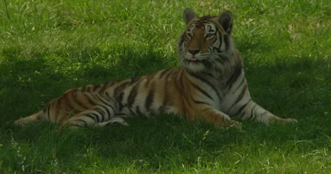 Tiger in Slow Motion Stock Footage 50982834