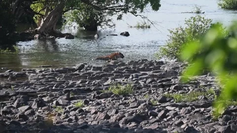Tiger slowly coming out of the river in Panna national park Vídeos de archivo 335695233
