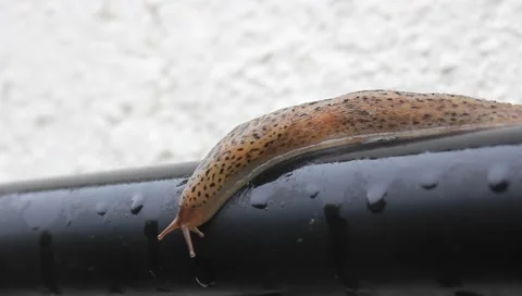 Tiger slug Stock Footage 166459958