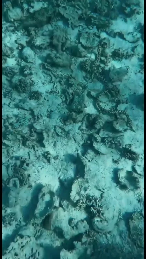 Tiger Snake Eel Crawling Among Coral Rocks Stock-Footage 345147013