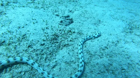 Tiger snake eel is hunting in Red sea Video stock 128555099