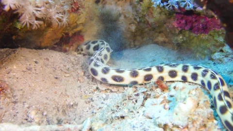 Tiger snake eel looking for food Stock Footage 310906217