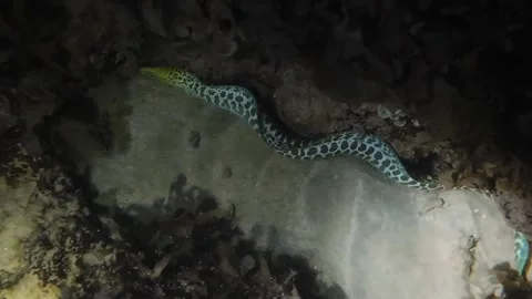 Tiger Snake Eel Night Underwater Swimming Over Sand Stock Footage 331863252