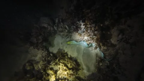 Tiger Snake Eel Night Underwater Swimming Over Sand Video stock 331863427