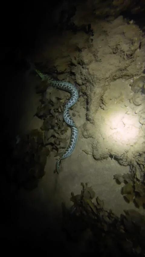 Tiger Snake Eel Night Underwater Swimming Over Sand Video stock 331863586