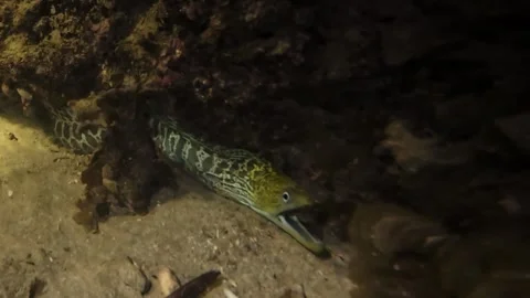 Tiger Snake Eel Night Underwater Swimming Over Sand Stock Footage 331867489