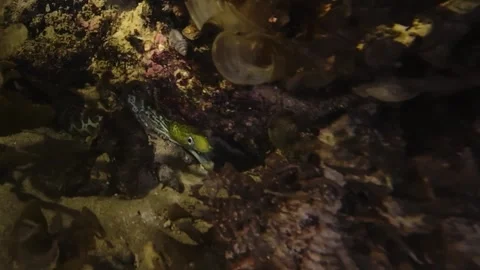 Tiger Snake Eel Night Underwater Swimming Over Sand Video stock 331867608