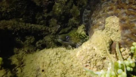 Tiger Snake Eel Night Underwater Swimming Over Sand Stock Footage 331870050