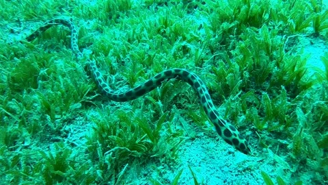 Tiger Snake Eel in the Red Sea Colorful and beautiful, Eilat Israel Stock Footage 204158960
