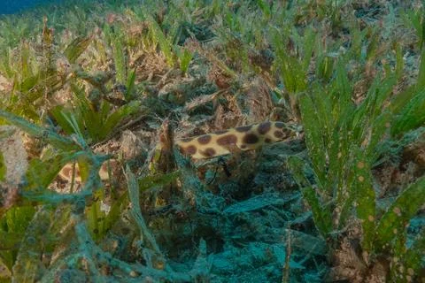 Tiger Snake Eel in the Red Sea Stock Photos