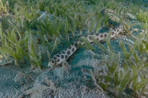 Tiger Snake Eel in the Red Sea Stock Photos