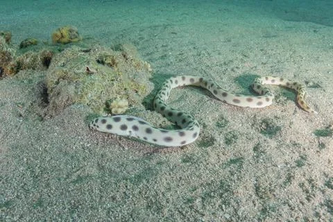 Tiger Snake Eel in the Red Sea Stock Photos