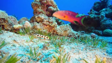 Tiger snake eel+Miniatus Grouper Stock Footage 310906287
