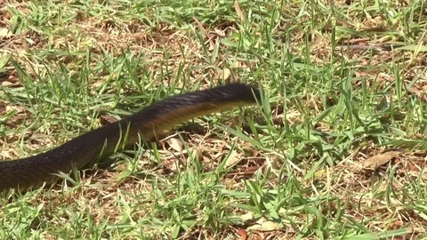 Tiger Snake Hunting 2 Stock Footage 83930778