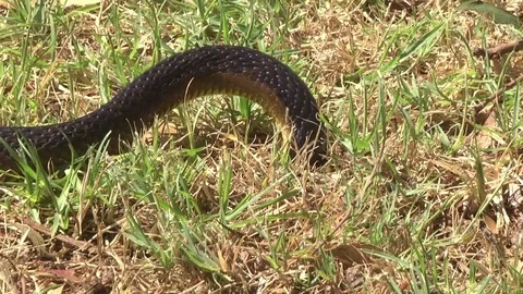 Tiger Snake Hunting Stock Footage 83930775