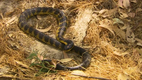 Tiger Snake On Leaves Video stock 112335468