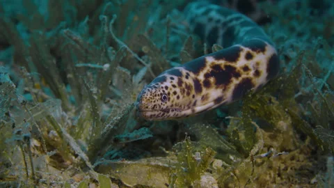 ​Tiger Snake Moray Eel Macro in Red Sea Reef 4 Stock Footage 330371293