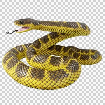 Tiger Snake Pose Stock Illustration