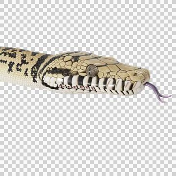 Tiger Snake Pose Illustrazione stock