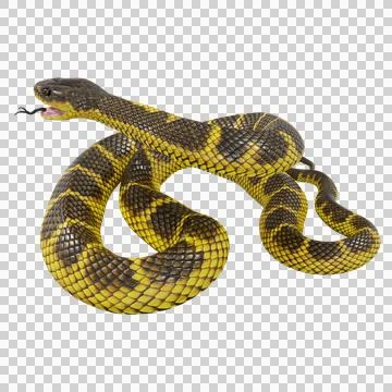 Tiger Snake Pose Illustrazione stock