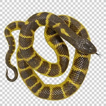 Tiger Snake Pose Stock-Illustration