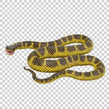 Tiger Snake Pose Illustrazione stock