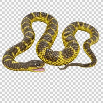 Tiger Snake Pose Stock-Illustration
