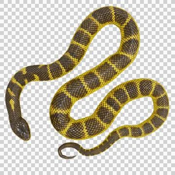 Tiger Snake Pose Stock Illustration