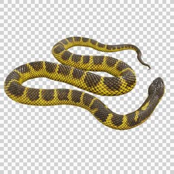 Tiger Snake Pose Illustrazione stock