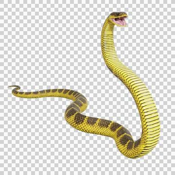 Tiger Snake Pose Illustrazione stock