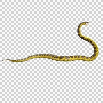 Tiger Snake Pose Stock Illustration