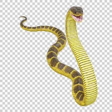 Tiger Snake Pose Stock Illustration