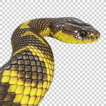 Tiger Snake Pose Stock Illustration