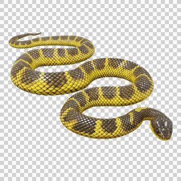 Tiger Snake Pose Stock Illustration