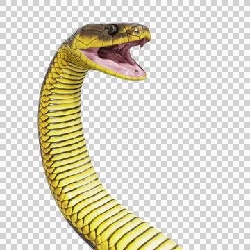 Tiger Snake Pose Stock Illustration
