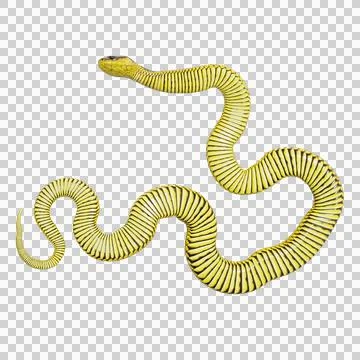 Tiger Snake Pose Stock-Illustration