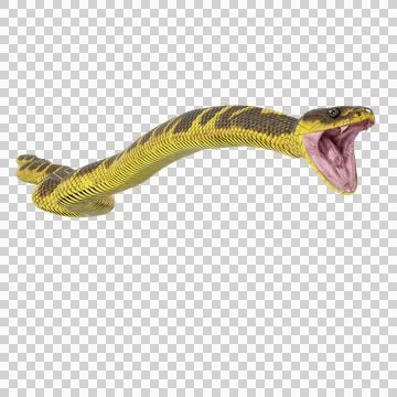 Tiger Snake Pose Stock Illustration