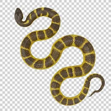 Tiger Snake Pose Stock-Illustration