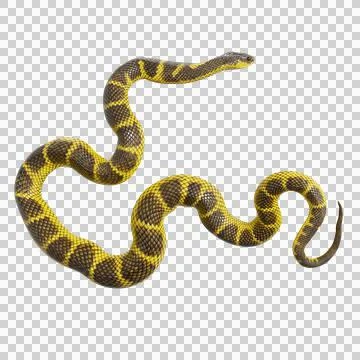 Tiger Snake Pose Stock-Illustration