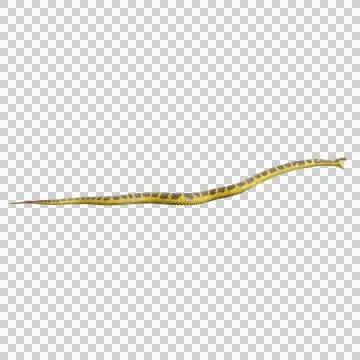 Tiger Snake Pose Stock Illustration
