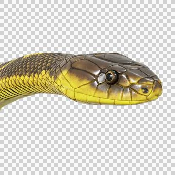 Tiger Snake Pose Stock-Illustration