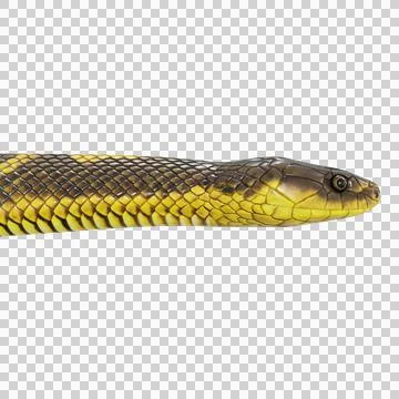 Tiger Snake Pose Stock-Illustration