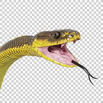 Tiger Snake Pose Stock Illustration