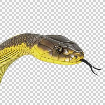 Tiger Snake Pose Stock-Illustration